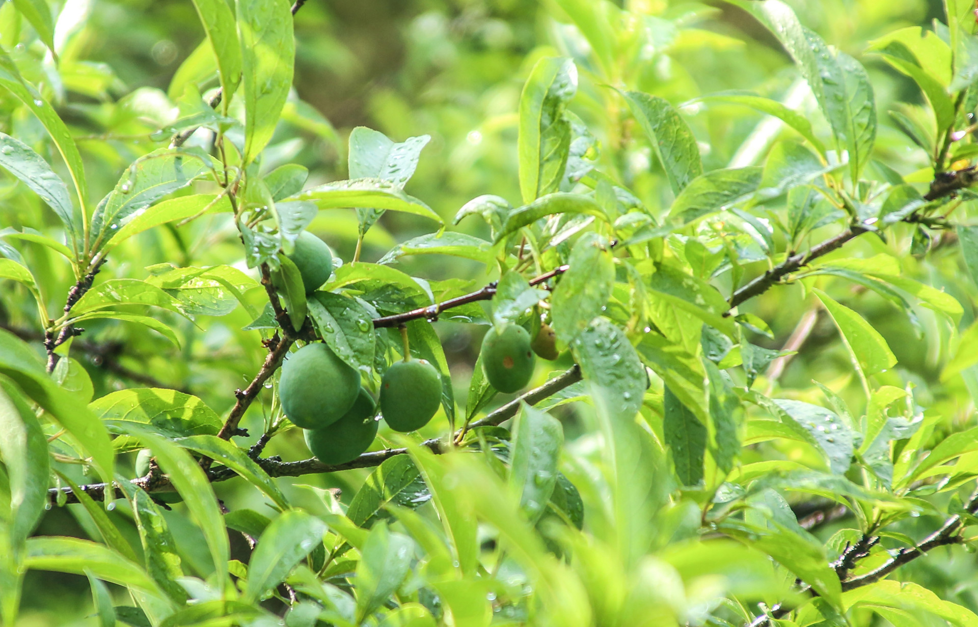 摄图网_501612212_banner_春夏新鲜大青李子农庄果园（企业商用）.jpg